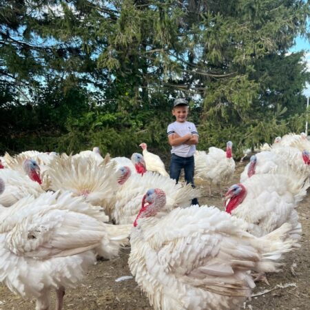 Turkeys